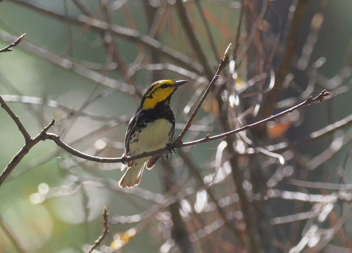 Golden-cheeked Warbler - ML647409336