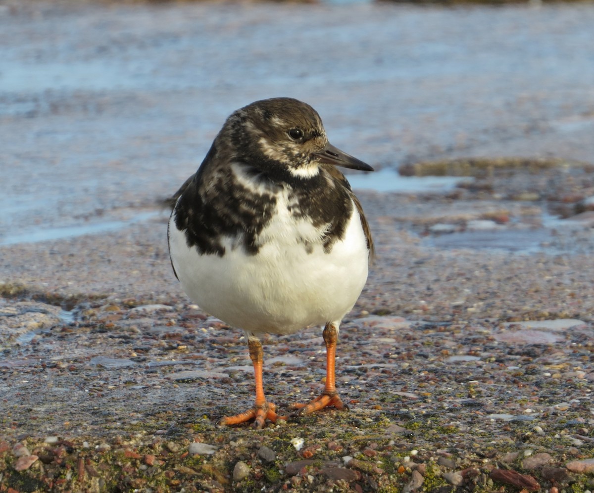 Ruddy Turnstone - ML647409337