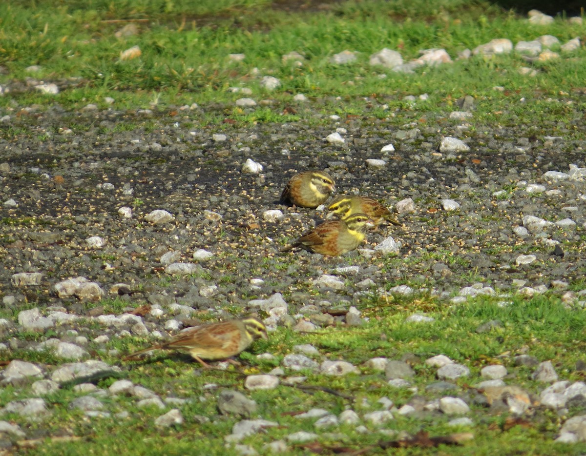 Cirl Bunting - ML647409343
