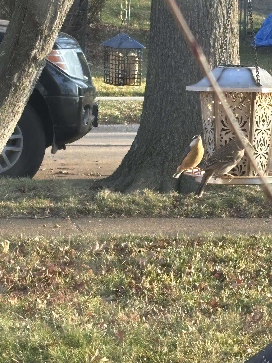 Red-breasted Nuthatch - ML647409344