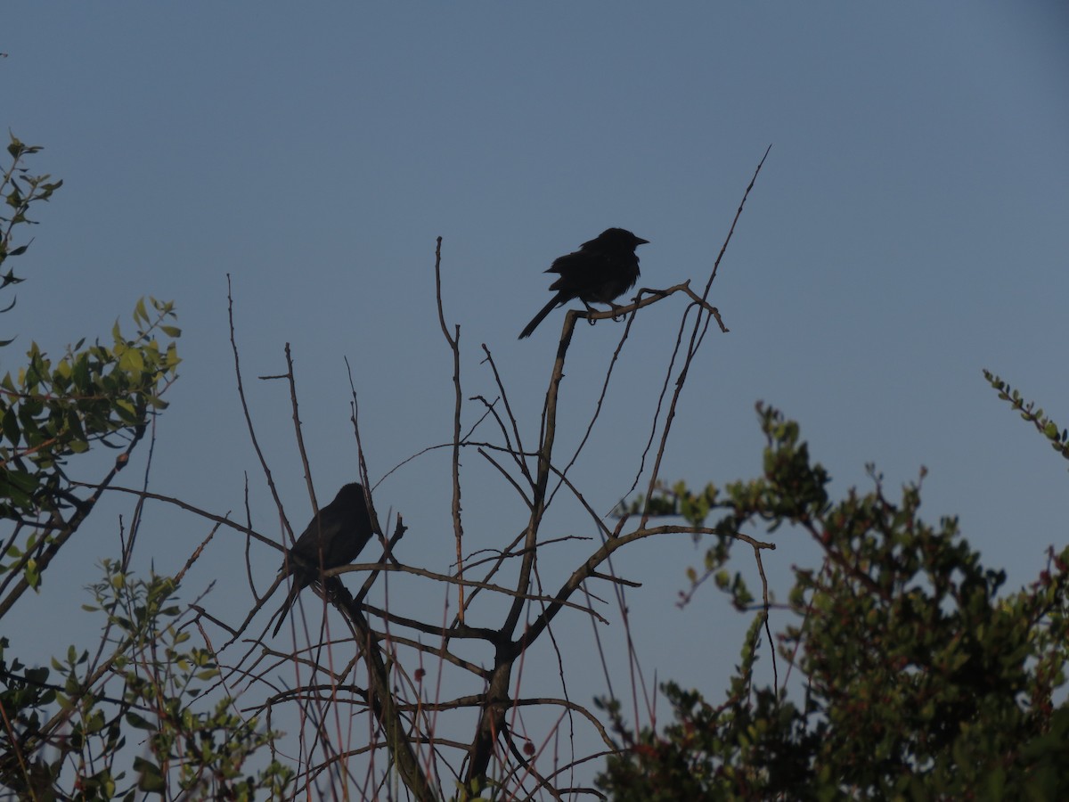 Austral Blackbird - ML647409347