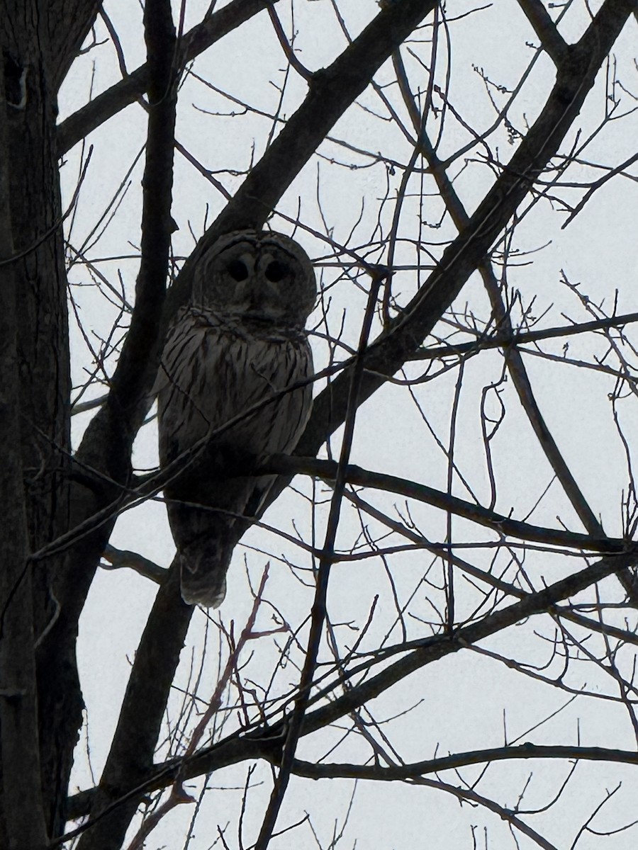 Barred Owl - ML647409349