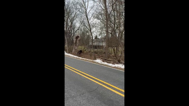 Barred Owl - ML647409350