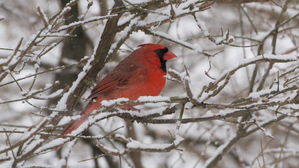 rødkardinal - ML647409369