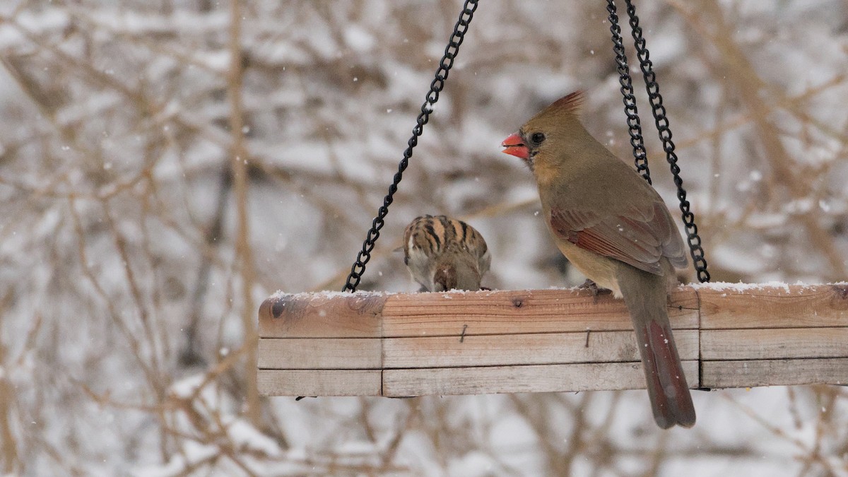 rødkardinal - ML647409370