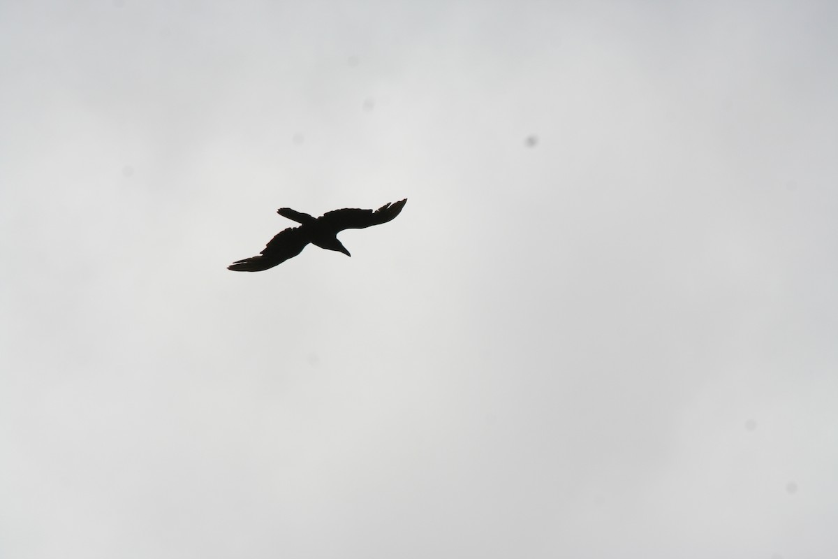 Common Raven - ML647409384