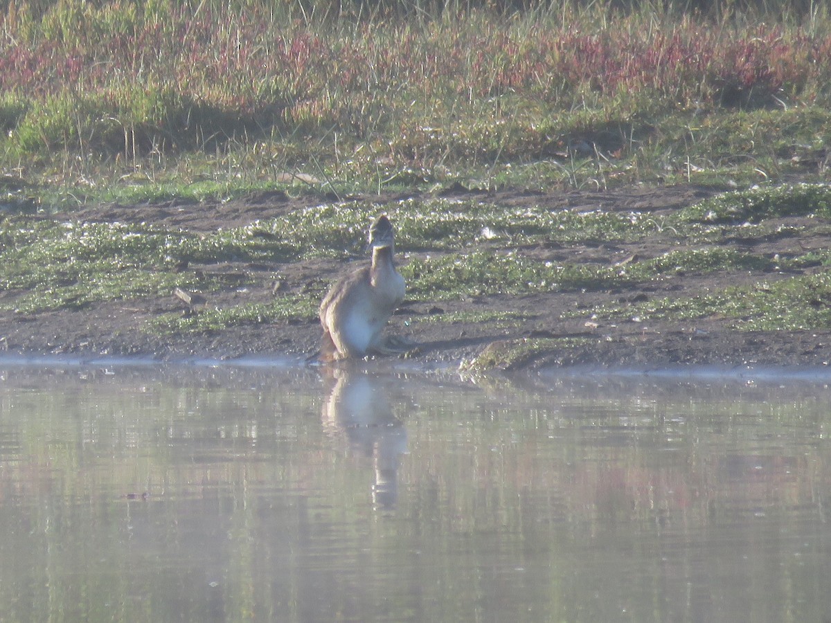 Магелланова поганка - ML647409385