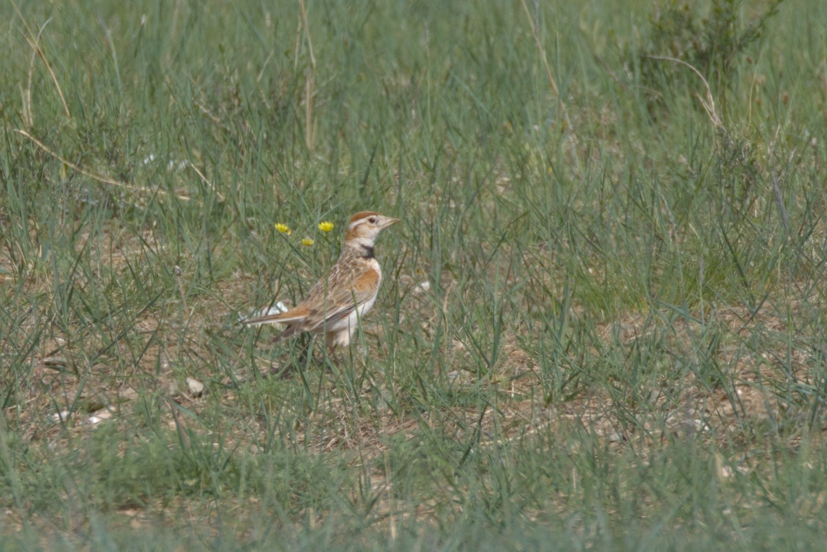 Монгольский жаворонок - ML647409389