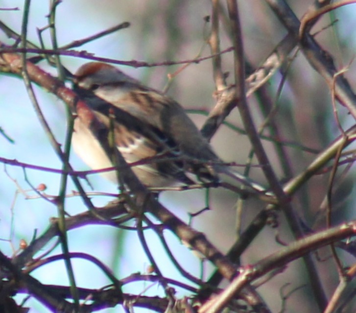 Воробьиная овсянка - ML647409394