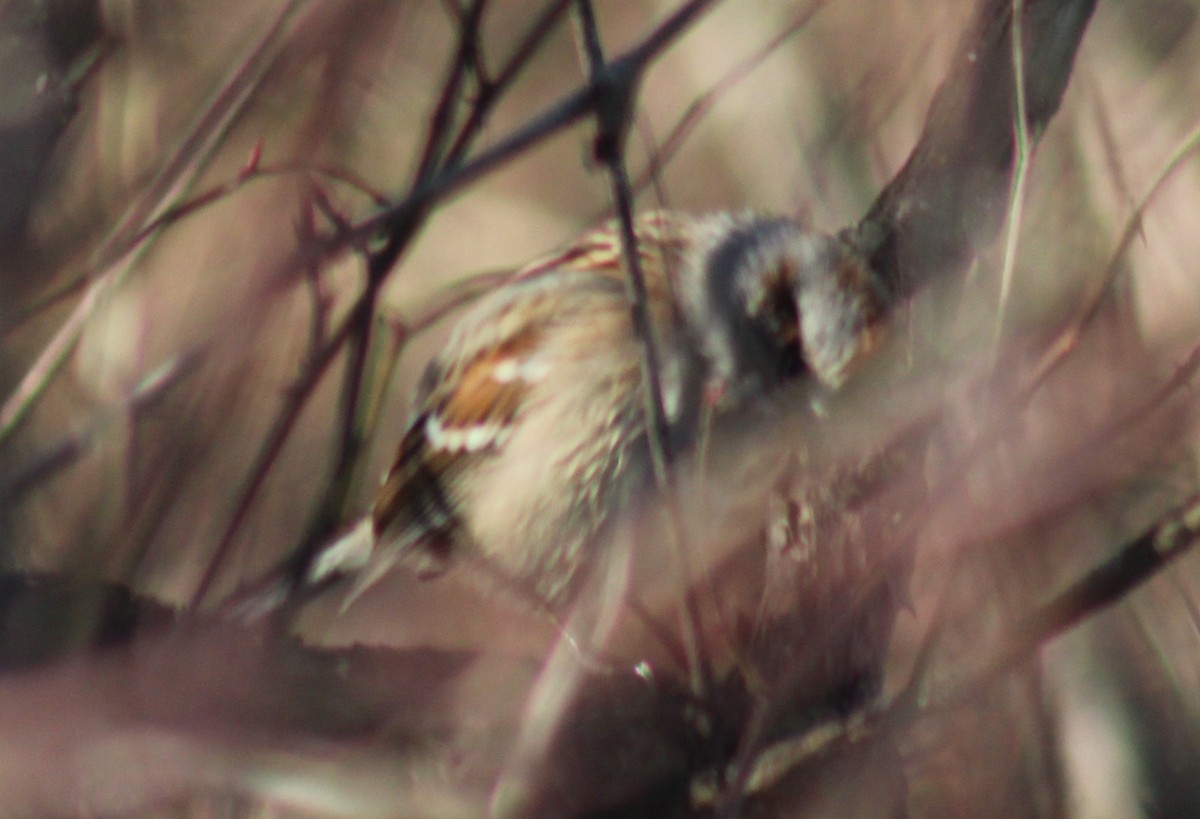 Воробьиная овсянка - ML647409395