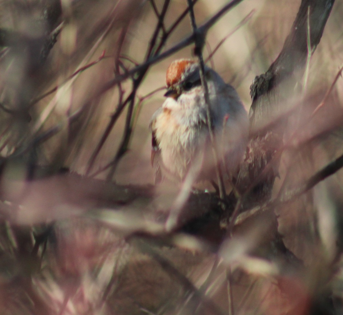 Воробьиная овсянка - ML647409396