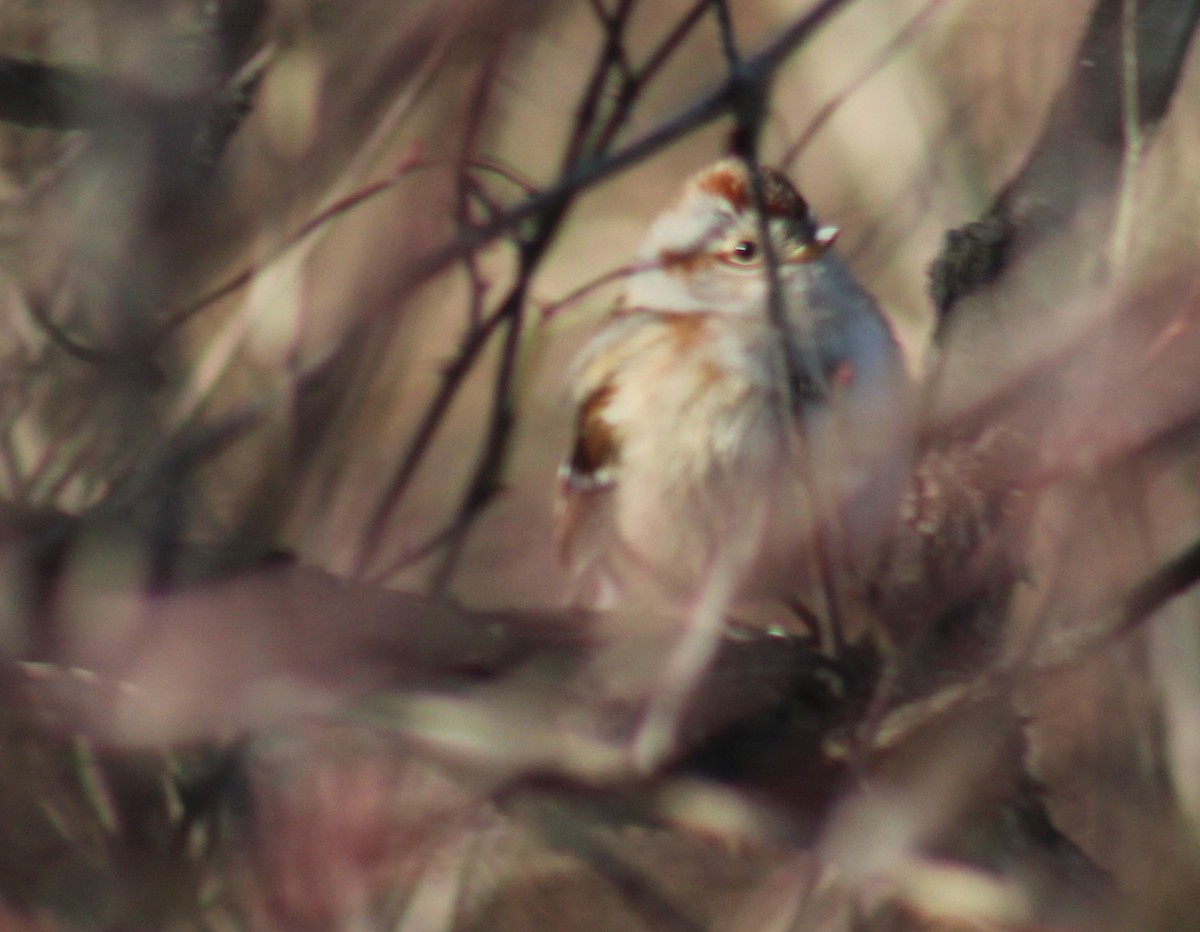 Воробьиная овсянка - ML647409397