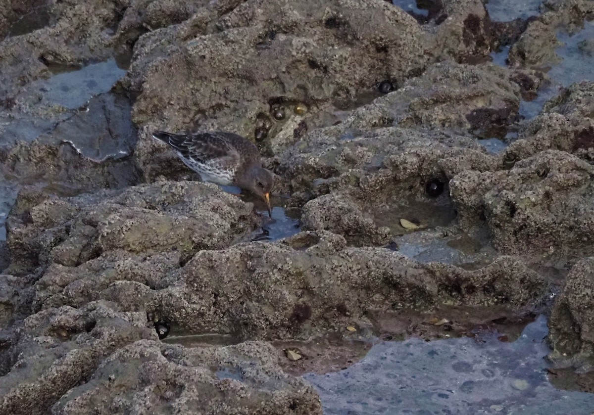 Морской песочник - ML647409398