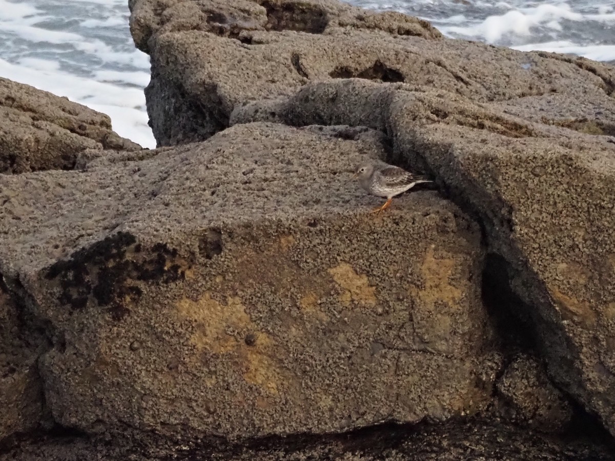 Морской песочник - ML647409399