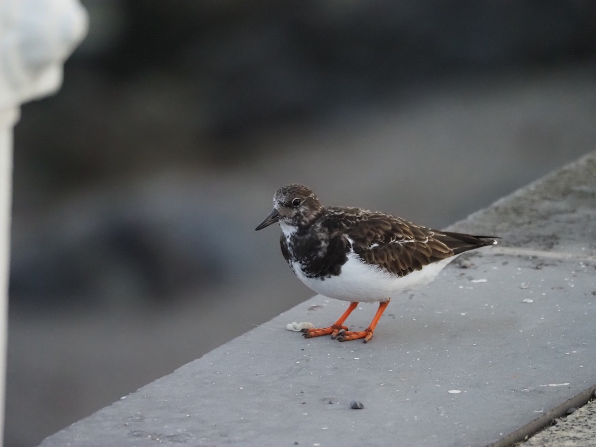 Камнешарка - ML647409400