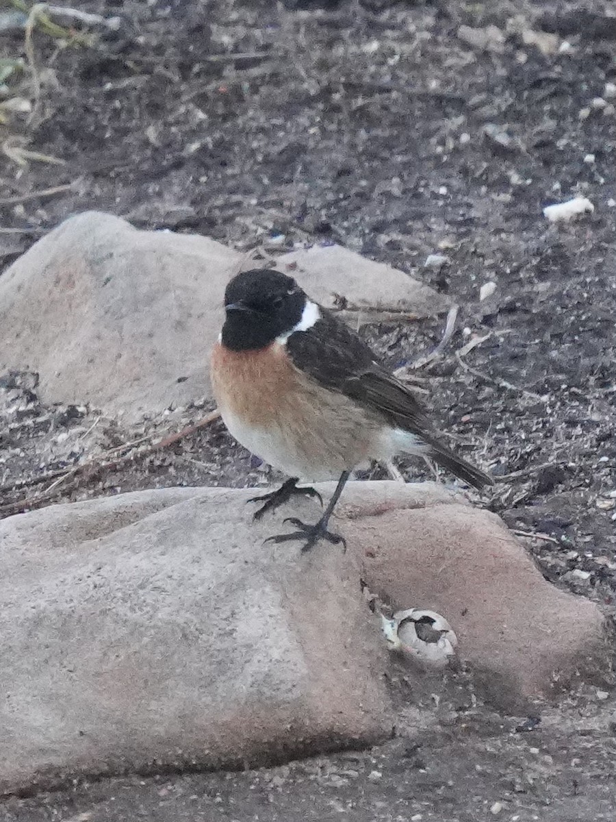 Черноголовый чекан - ML647409401