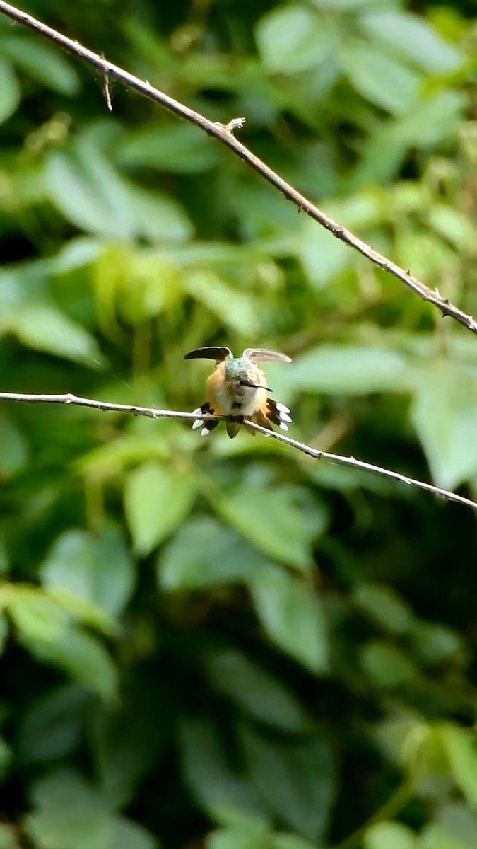 Широкохвостый колибри - ML647409402