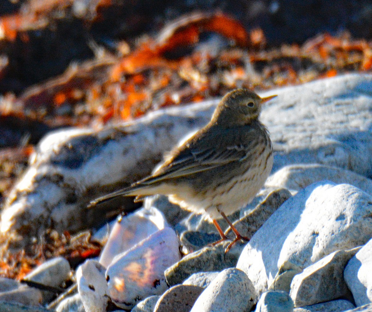 Spioncello del Pacifico - ML647409404