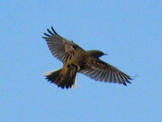 Spioncello del Pacifico - ML647409405