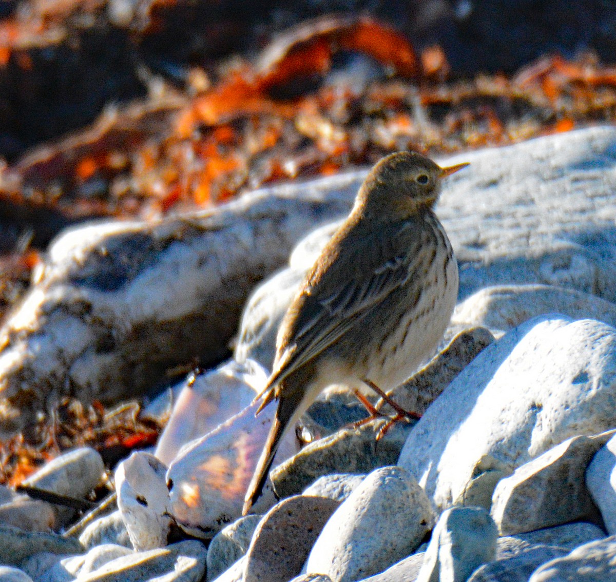 Spioncello del Pacifico - ML647409406