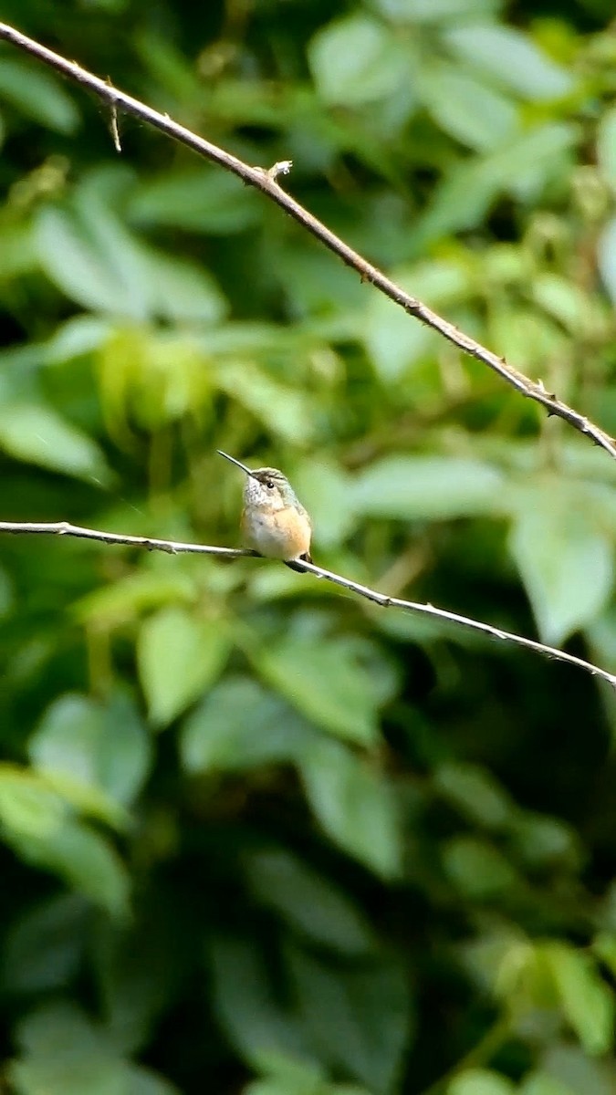 Широкохвостый колибри - ML647409407