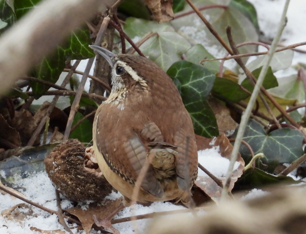 Каролинский крапивник - ML647409409