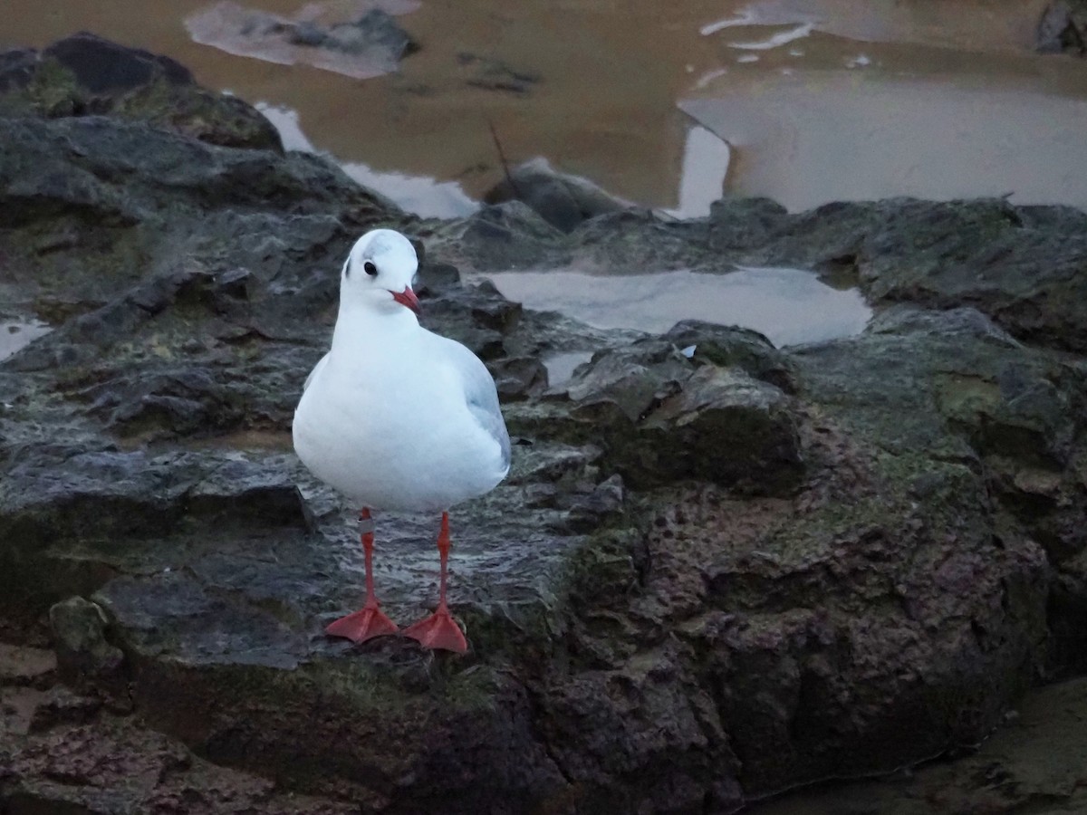 Озёрная чайка - ML647409413