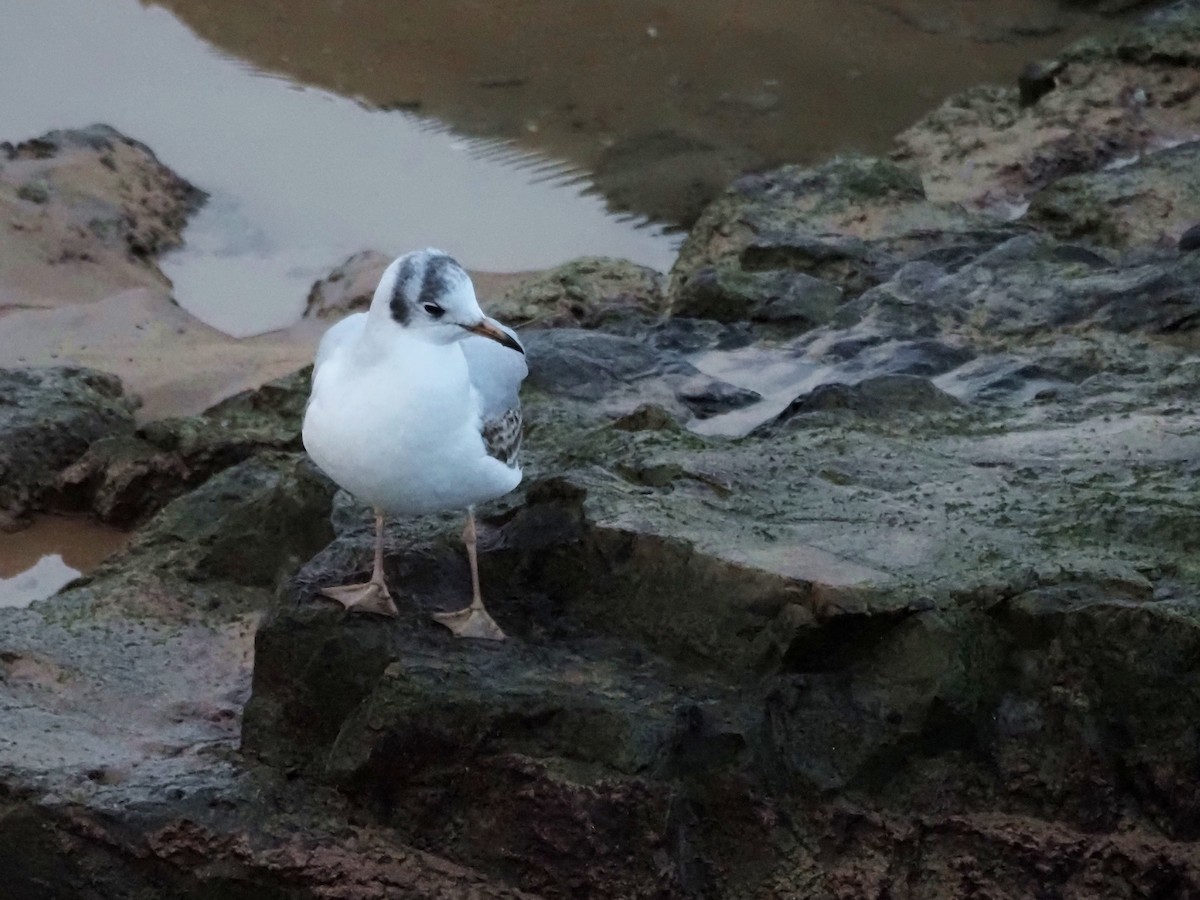 Озёрная чайка - ML647409414