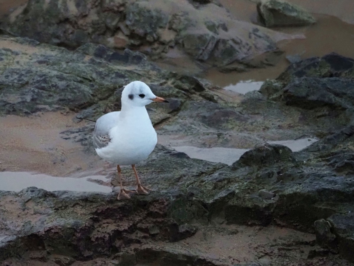 Озёрная чайка - ML647409415