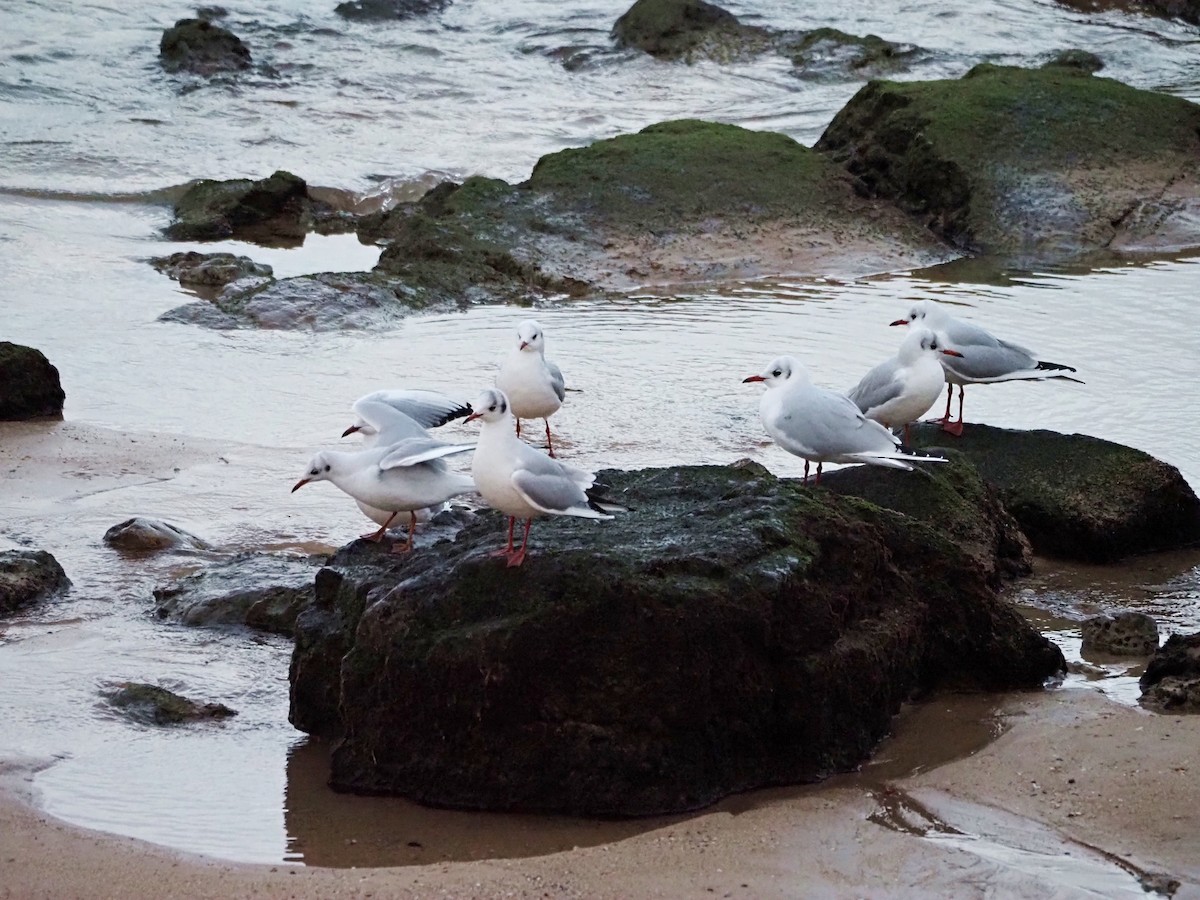 Озёрная чайка - ML647409416