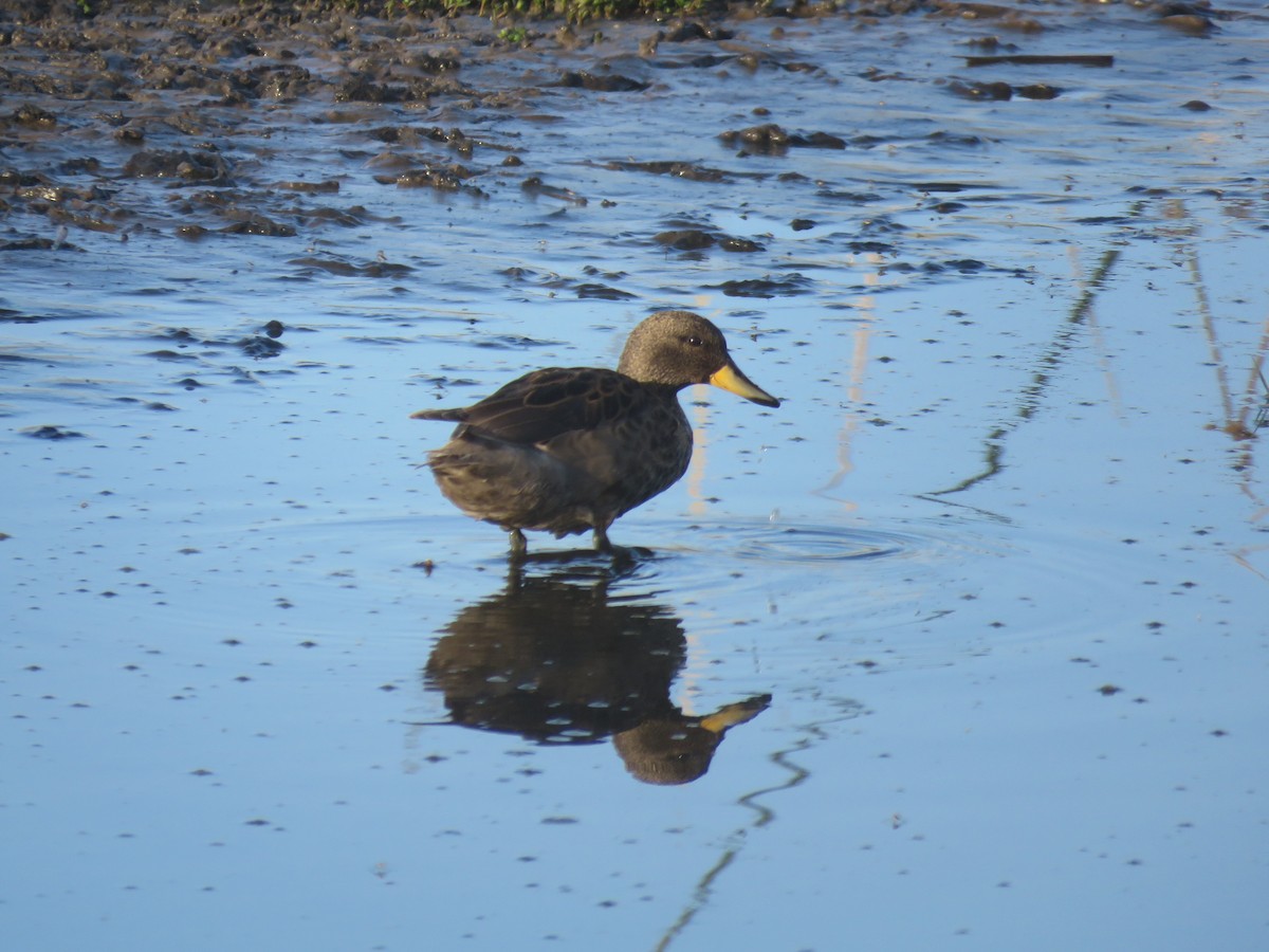 Желтоклювый чирок - ML647409417