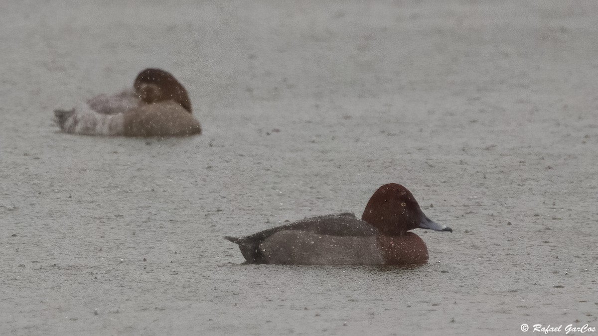 Красноголовый x Белоглазый нырок (гибрид) - ML647409419