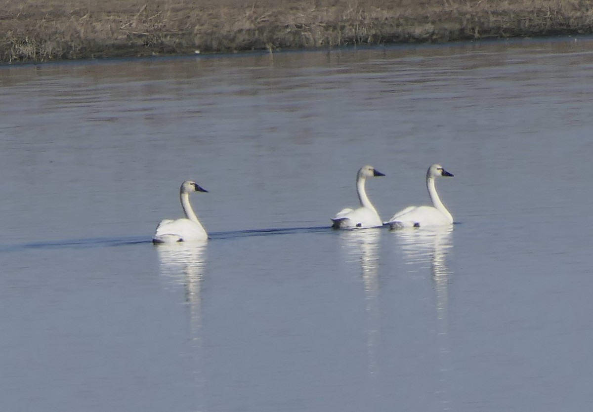 Американский лебедь - ML647409420