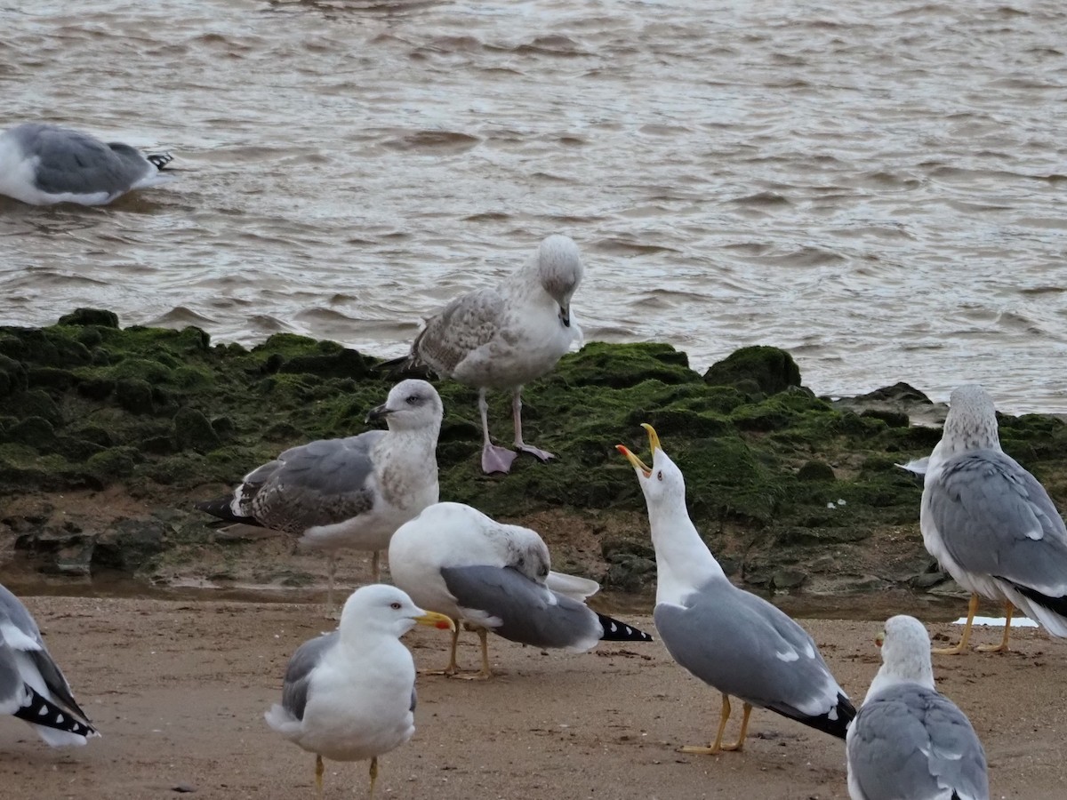 Серебристая чайка - ML647409430