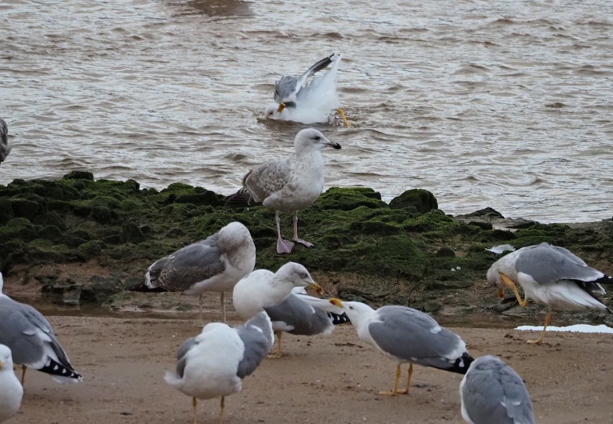 Серебристая чайка - ML647409431