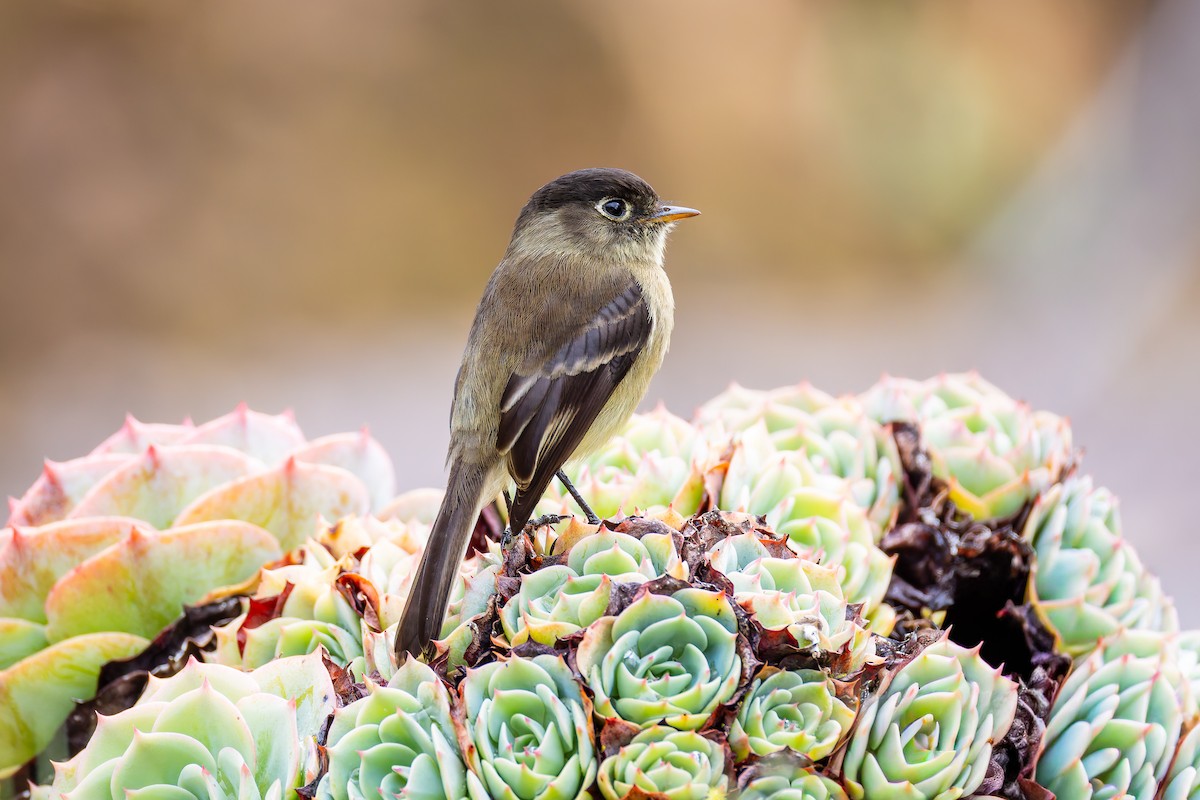 Черноголовый мухолов - ML647409432