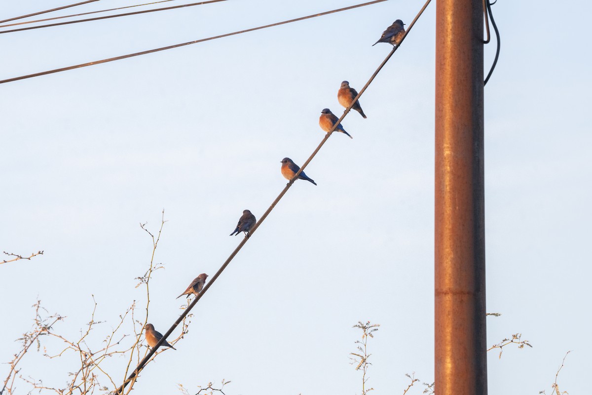 Западная сиалия - ML647409433