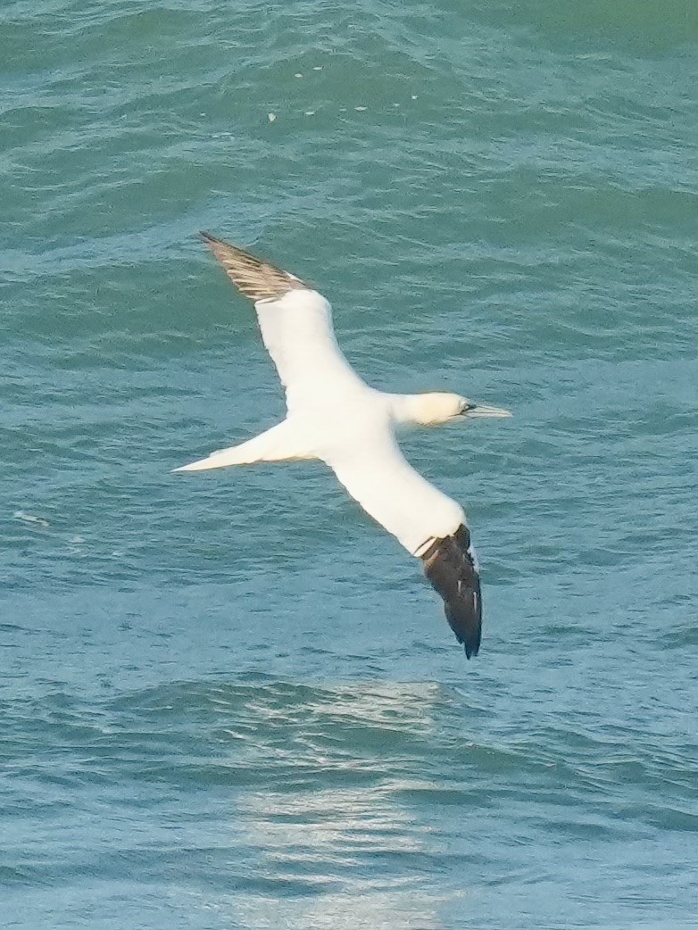 Северная олуша - ML647409435