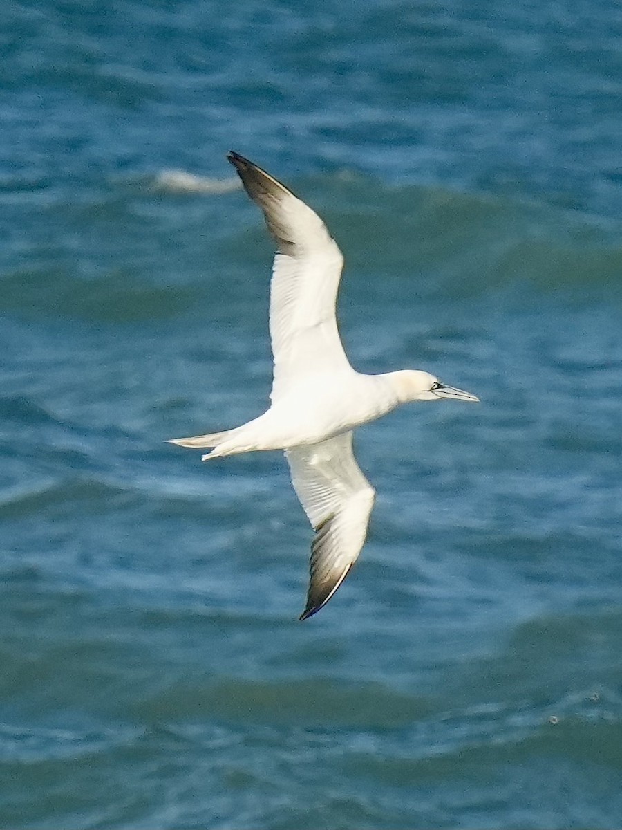 Северная олуша - ML647409437