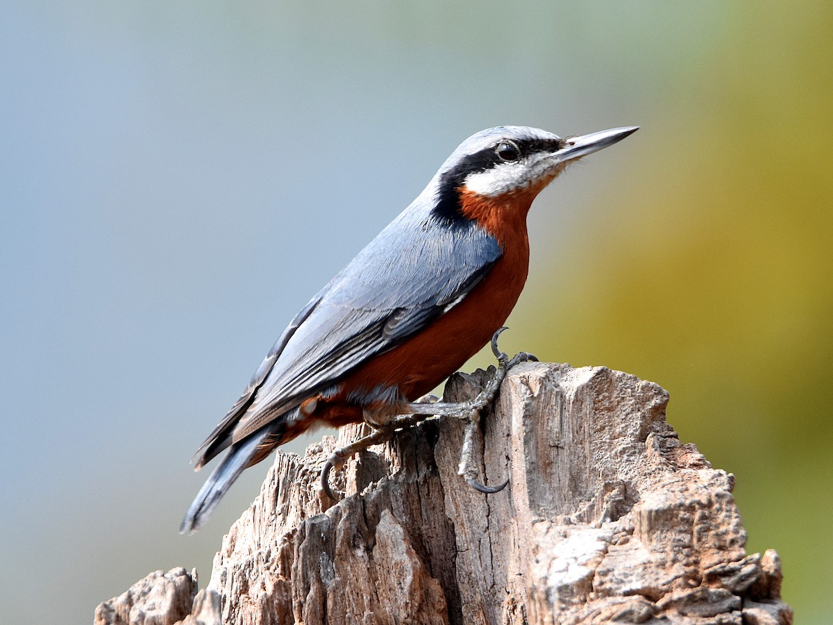 Chestnut-bellied Nuthatch - ML647409439
