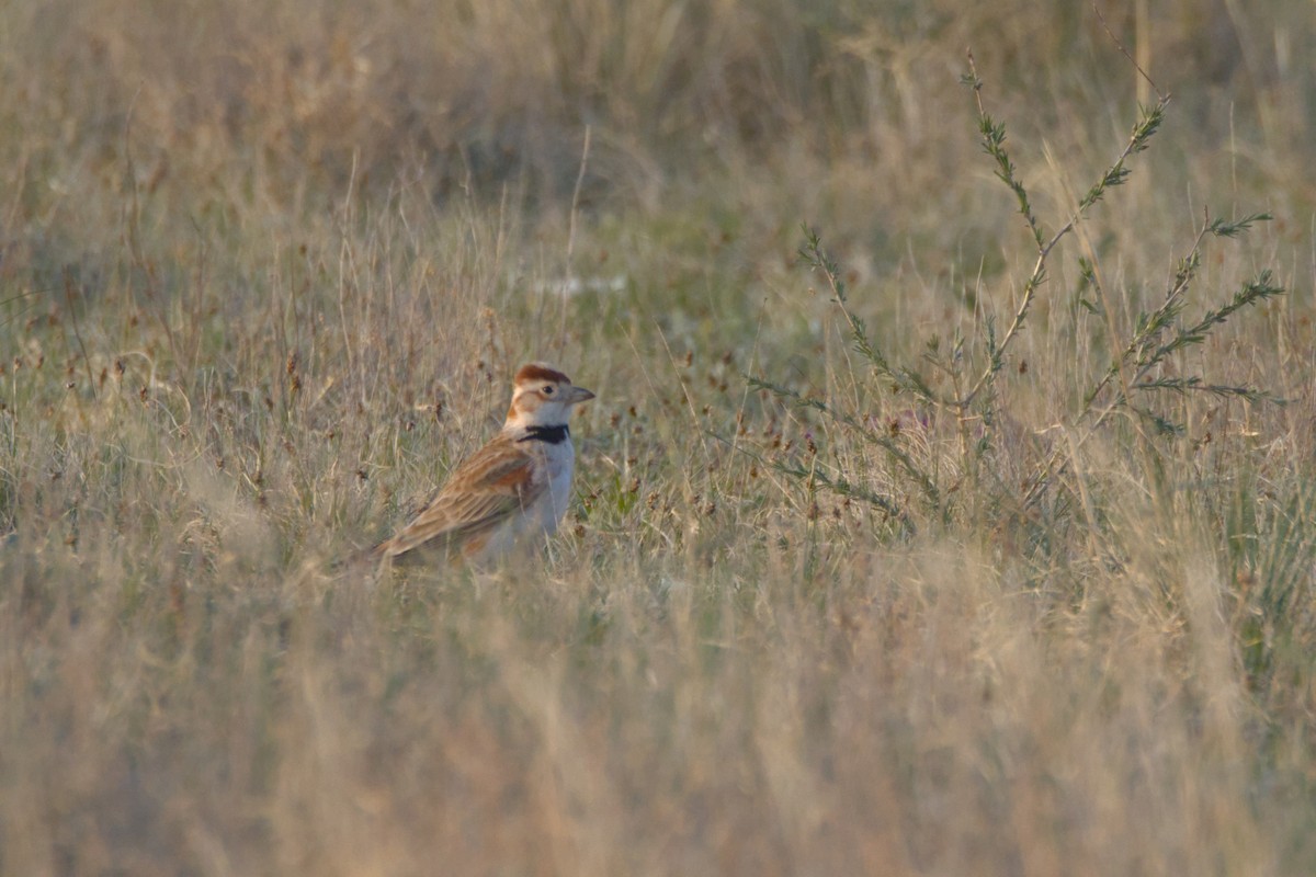 Монгольский жаворонок - ML647409440