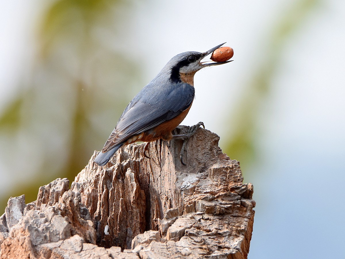 Chestnut-bellied Nuthatch - ML647409443