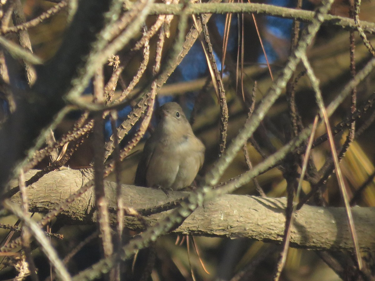 Southern House Wren - ML647409455