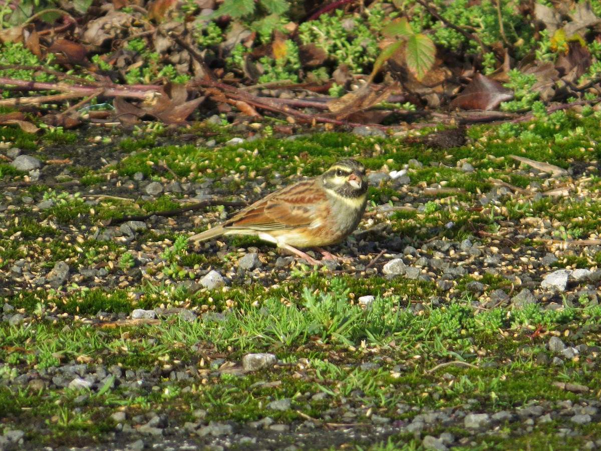 Cirl Bunting - ML647409457