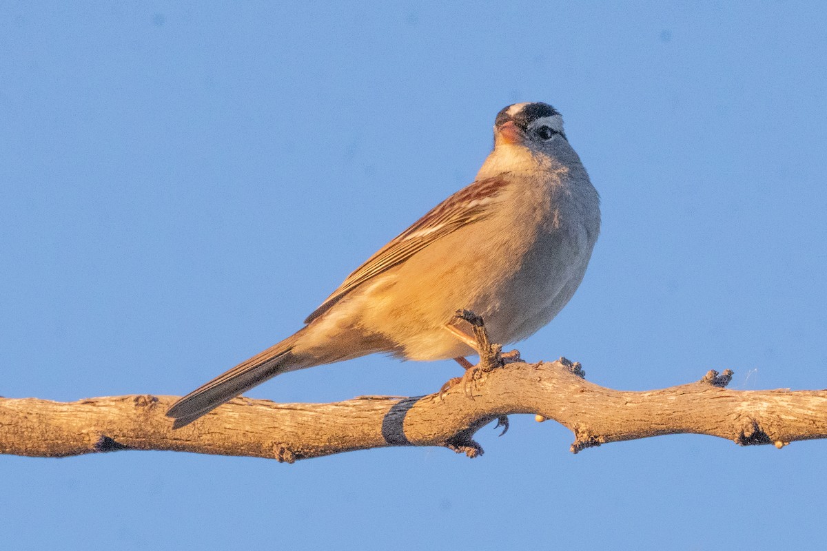 White-crowned Sparrow - ML647409458