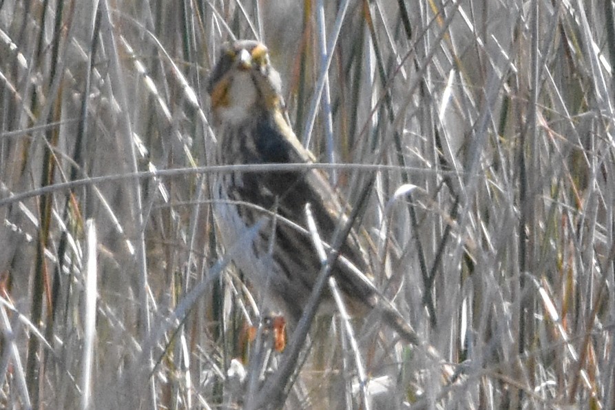 Saltmarsh Sparrow - ML647409469