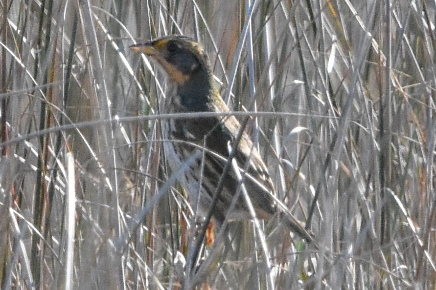 Saltmarsh Sparrow - ML647409470