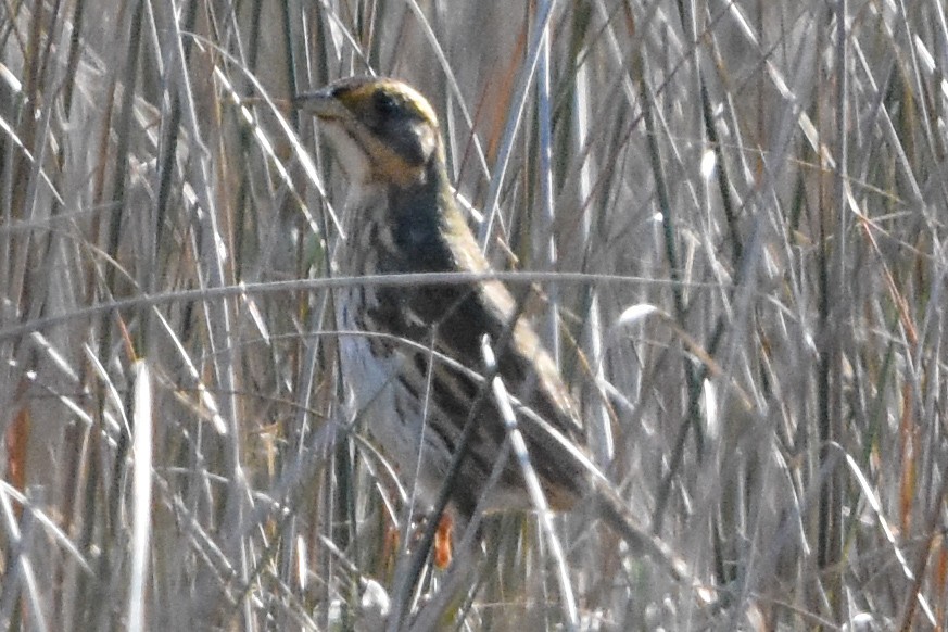 Saltmarsh Sparrow - ML647409471