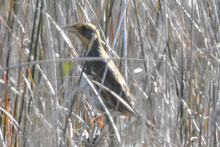 Saltmarsh Sparrow - ML647409472