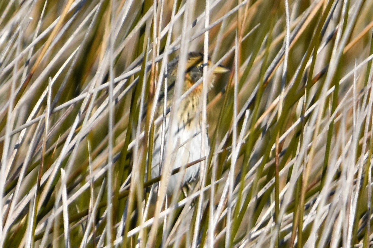 Saltmarsh Sparrow - ML647409473